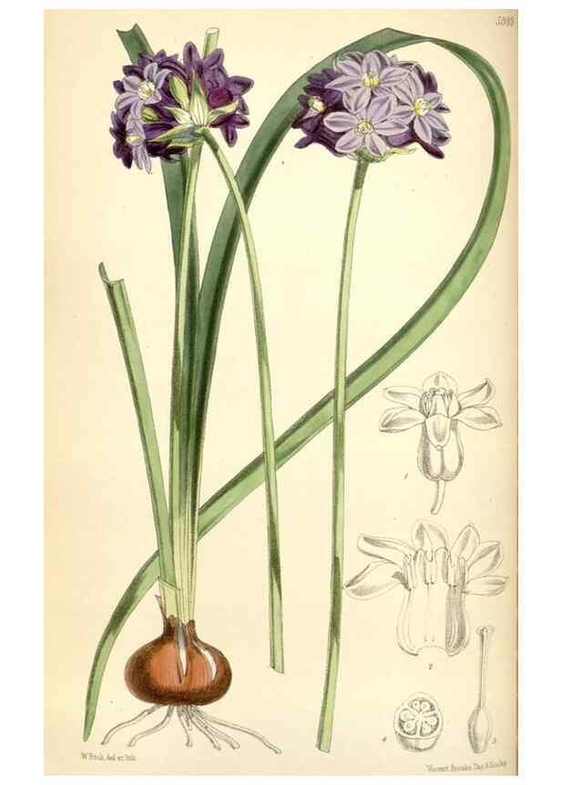 Reproducción/Reproduction 35145369701: Curtis's botanical magazine.. London ; New York [etc.] :Academic Press [etc.]