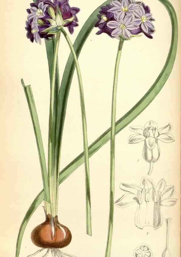 Reproducción/Reproduction 35145369701: Curtis's botanical magazine.. London ; New York [etc.] :Academic Press [etc.]