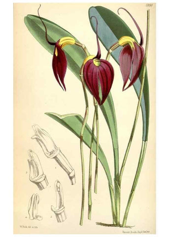 Reproducción/Reproduction 35275593565: Curtis's botanical magazine.. London ; New York [etc.] :Academic Press [etc.]