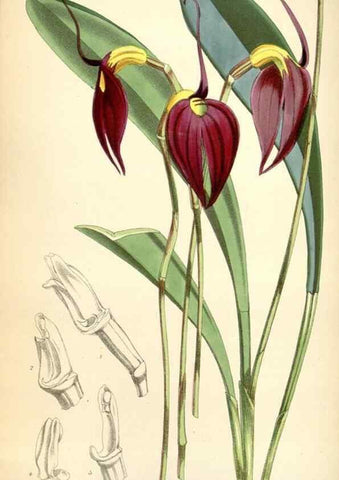 Reproducción/Reproduction 35275593565: Curtis's botanical magazine.. London ; New York [etc.] :Academic Press [etc.]