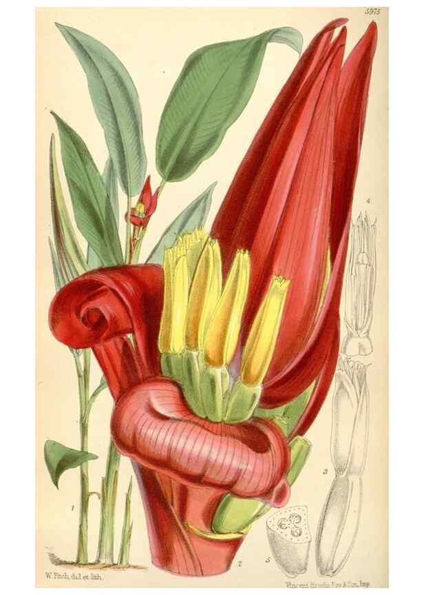 Reproducción/Reproduction 35145334181: Curtis's botanical magazine.. London ; New York [etc.] :Academic Press [etc.]