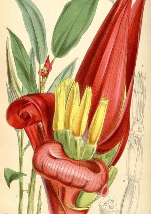 Reproducción/Reproduction 35145334181: Curtis's botanical magazine.. London ; New York [etc.] :Academic Press [etc.]