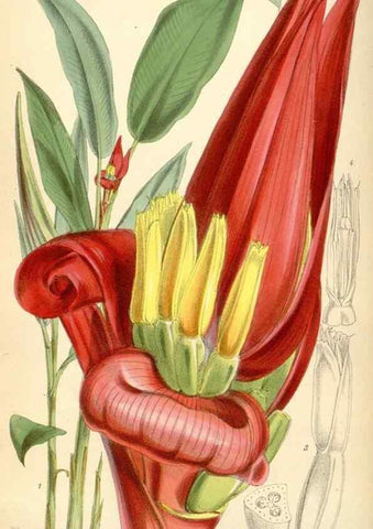 Reproducción/Reproduction 35145334181: Curtis's botanical magazine.. London ; New York [etc.] :Academic Press [etc.]