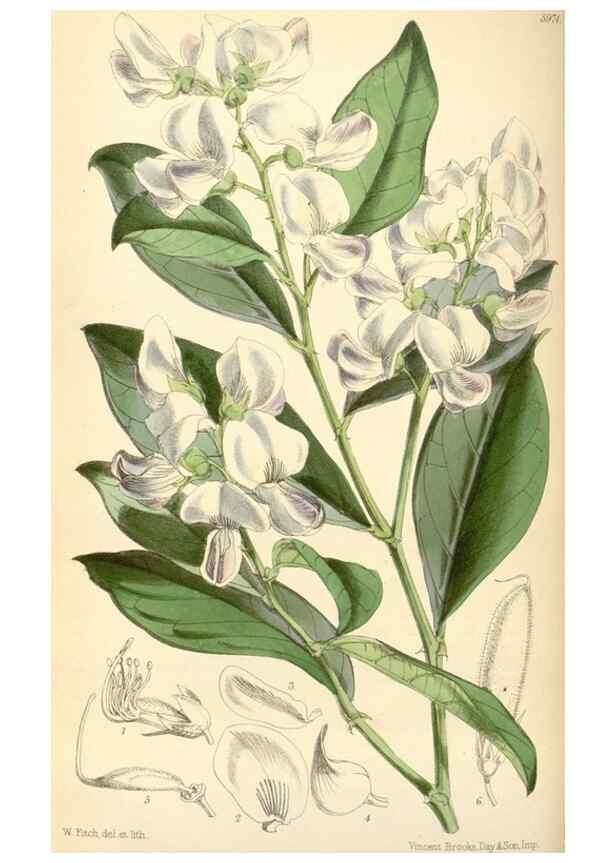 Reproducción/Reproduction 35145331891: Curtis's botanical magazine.. London ; New York [etc.] :Academic Press [etc.]