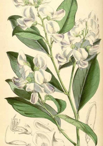 Reproducción/Reproduction 35145331891: Curtis's botanical magazine.. London ; New York [etc.] :Academic Press [etc.]