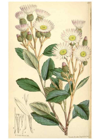 Reproducción/Reproduction 34888202860: Curtis's botanical magazine.. London ; New York [etc.] :Academic Press [etc.]
