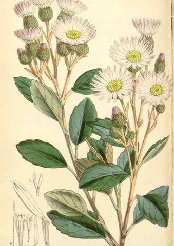 Reproducción/Reproduction 34888202860: Curtis's botanical magazine.. London ; New York [etc.] :Academic Press [etc.]
