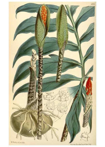 Reproducción/Reproduction 34888200650: Curtis's botanical magazine.. London ; New York [etc.] :Academic Press [etc.]