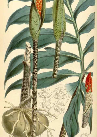 Reproducción/Reproduction 34888200650: Curtis's botanical magazine.. London ; New York [etc.] :Academic Press [etc.]