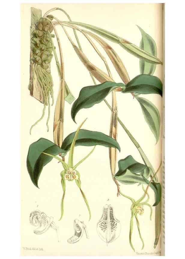 Reproducción/Reproduction 34888168240: Curtis's botanical magazine.. London ; New York [etc.] :Academic Press [etc.]