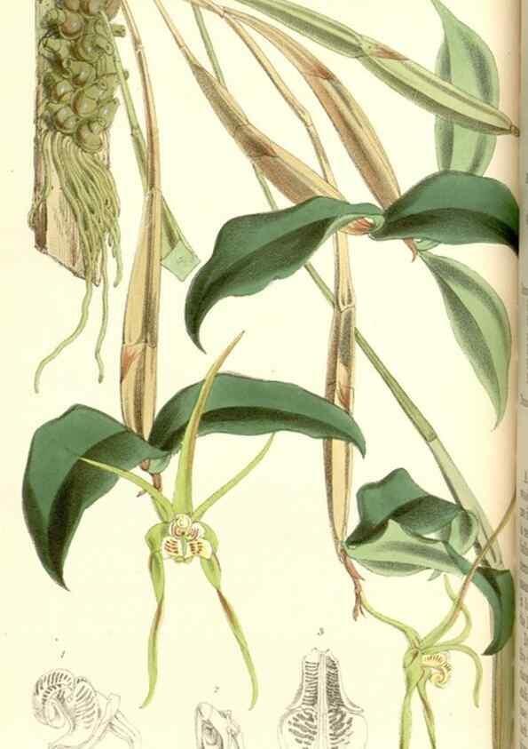 Reproducción/Reproduction 34888168240: Curtis's botanical magazine.. London ; New York [etc.] :Academic Press [etc.]