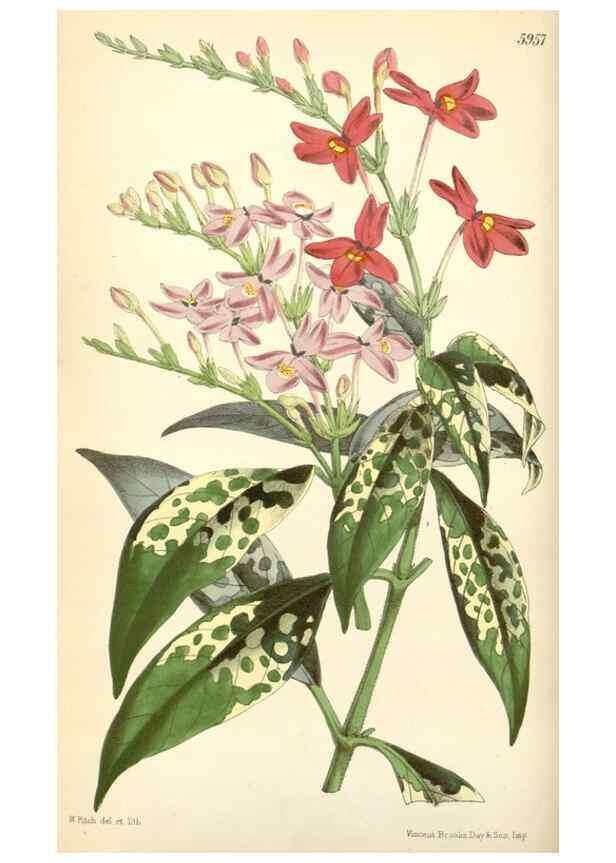 Reproducción/Reproduction 35275519085: Curtis's botanical magazine.. London ; New York [etc.] :Academic Press [etc.]