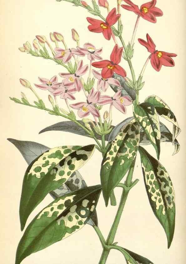Reproducción/Reproduction 35275519085: Curtis's botanical magazine.. London ; New York [etc.] :Academic Press [etc.]