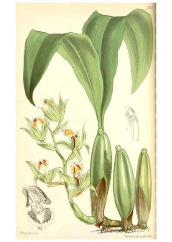 Reproducción/Reproduction 34888172070: Curtis's botanical magazine.. London ; New York [etc.] :Academic Press [etc.]