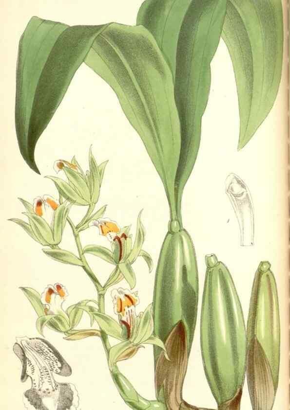 Reproducción/Reproduction 34888172070: Curtis's botanical magazine.. London ; New York [etc.] :Academic Press [etc.]