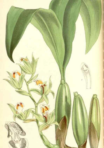 Reproducción/Reproduction 34888172070: Curtis's botanical magazine.. London ; New York [etc.] :Academic Press [etc.]