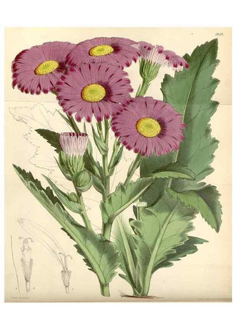 Reproducción/Reproduction 34888174130: Curtis's botanical magazine.. London ; New York [etc.] :Academic Press [etc.]