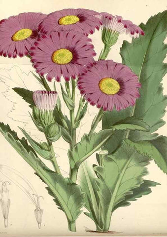 Reproducción/Reproduction 34888174130: Curtis's botanical magazine.. London ; New York [etc.] :Academic Press [etc.]