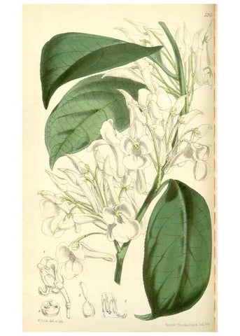 Reproducción/Reproduction 34888176100: Curtis's botanical magazine.. London ; New York [etc.] :Academic Press [etc.]
