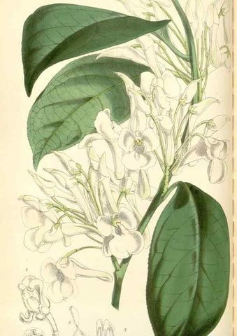 Reproducción/Reproduction 34888176100: Curtis's botanical magazine.. London ; New York [etc.] :Academic Press [etc.]