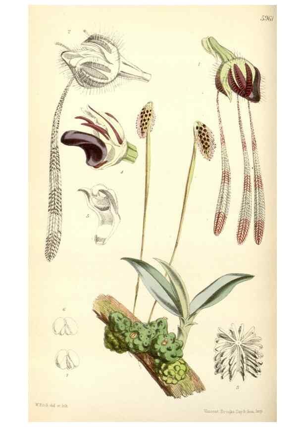 Reproducción/Reproduction 35275524325: Curtis's botanical magazine.. London ; New York [etc.] :Academic Press [etc.]
