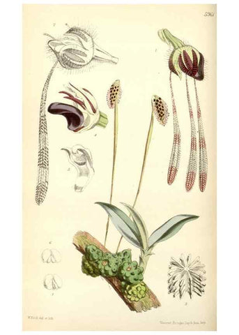 Reproducción/Reproduction 35275524325: Curtis's botanical magazine.. London ; New York [etc.] :Academic Press [etc.]