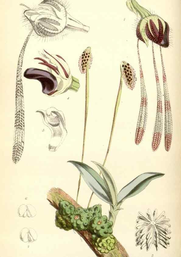 Reproducción/Reproduction 35275524325: Curtis's botanical magazine.. London ; New York [etc.] :Academic Press [etc.]