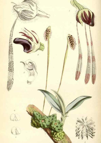 Reproducción/Reproduction 35275524325: Curtis's botanical magazine.. London ; New York [etc.] :Academic Press [etc.]