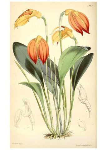 Reproducción/Reproduction 35275526115: Curtis's botanical magazine.. London ; New York [etc.] :Academic Press [etc.]