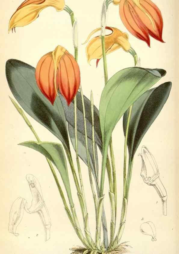 Reproducción/Reproduction 35275526115: Curtis's botanical magazine.. London ; New York [etc.] :Academic Press [etc.]