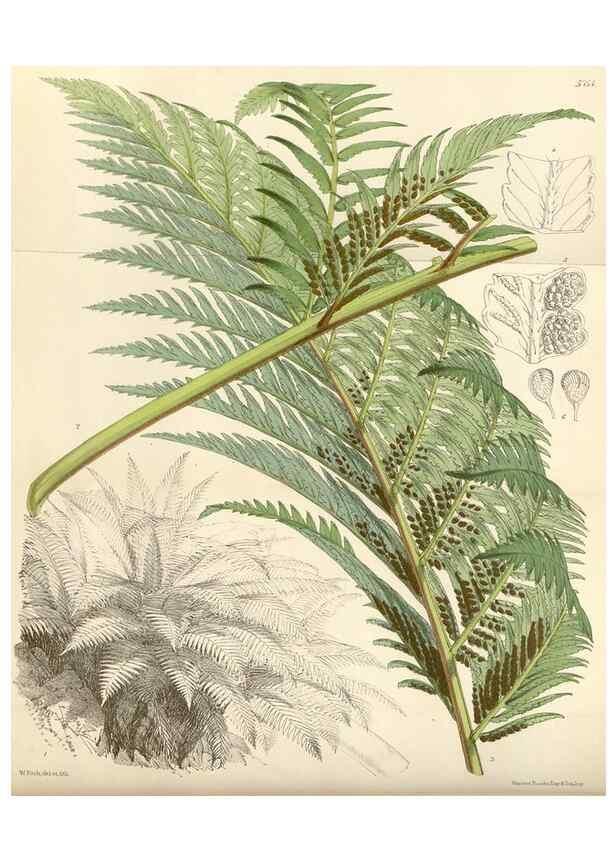 Reproducción/Reproduction 35108930262: Curtis's botanical magazine.. London ; New York [etc.] :Academic Press [etc.]
