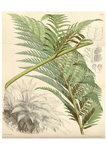 Reproducción/Reproduction 35108930262: Curtis's botanical magazine.. London ; New York [etc.] :Academic Press [etc.]