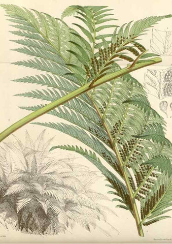Reproducción/Reproduction 35108930262: Curtis's botanical magazine.. London ; New York [etc.] :Academic Press [etc.]