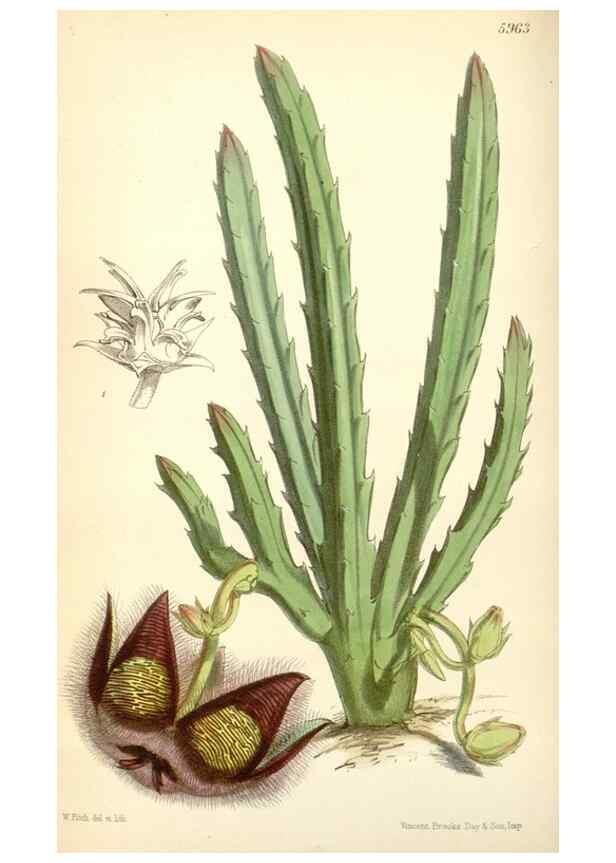Reproducción/Reproduction 35108936312: Curtis's botanical magazine.. London ; New York [etc.] :Academic Press [etc.]