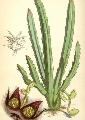Reproducción/Reproduction 35108936312: Curtis's botanical magazine.. London ; New York [etc.] :Academic Press [etc.]