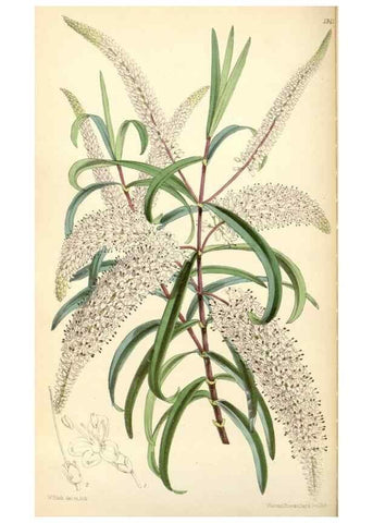 Reproducción/Reproduction 34431670354: Curtis's botanical magazine.. London ; New York [etc.] :Academic Press [etc.]