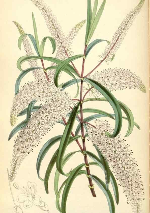 Reproducción/Reproduction 34431670354: Curtis's botanical magazine.. London ; New York [etc.] :Academic Press [etc.]