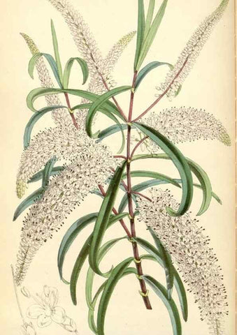Reproducción/Reproduction 34431670354: Curtis's botanical magazine.. London ; New York [etc.] :Academic Press [etc.]