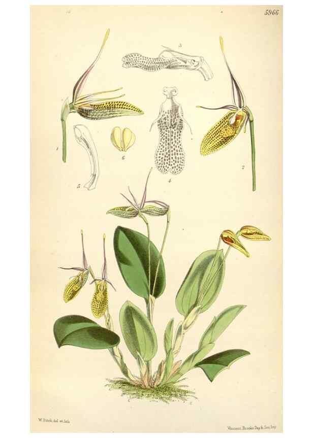 Reproducción/Reproduction 34431674754: Curtis's botanical magazine.. London ; New York [etc.] :Academic Press [etc.]