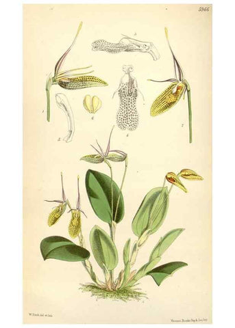 Reproducción/Reproduction 34431674754: Curtis's botanical magazine.. London ; New York [etc.] :Academic Press [etc.]