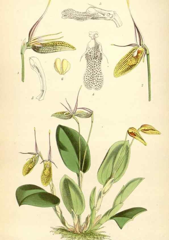 Reproducción/Reproduction 34431674754: Curtis's botanical magazine.. London ; New York [etc.] :Academic Press [etc.]