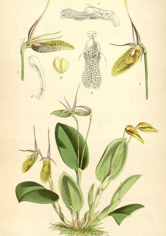 Reproducción/Reproduction 34431674754: Curtis's botanical magazine.. London ; New York [etc.] :Academic Press [etc.]