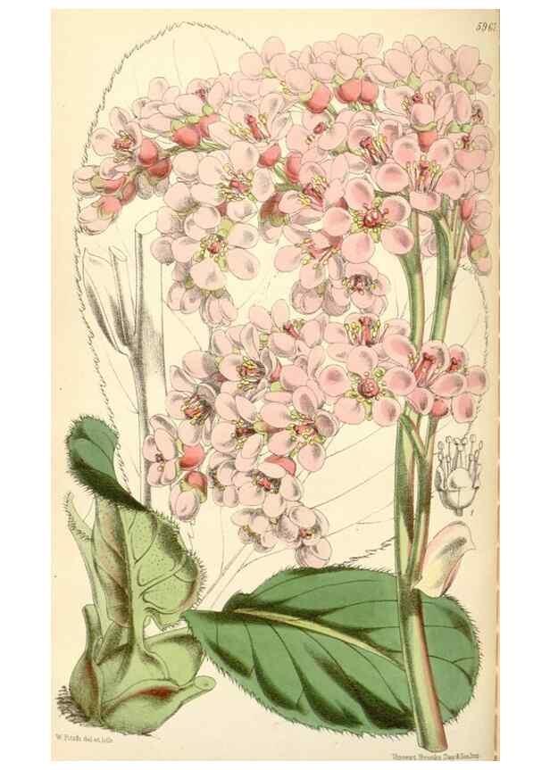 Reproducción/Reproduction 34431680384: Curtis's botanical magazine.. London ; New York [etc.] :Academic Press [etc.]