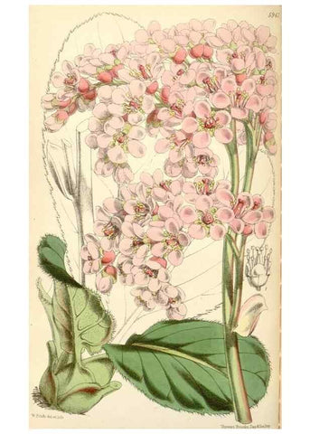 Reproducción/Reproduction 34431680384: Curtis's botanical magazine.. London ; New York [etc.] :Academic Press [etc.]