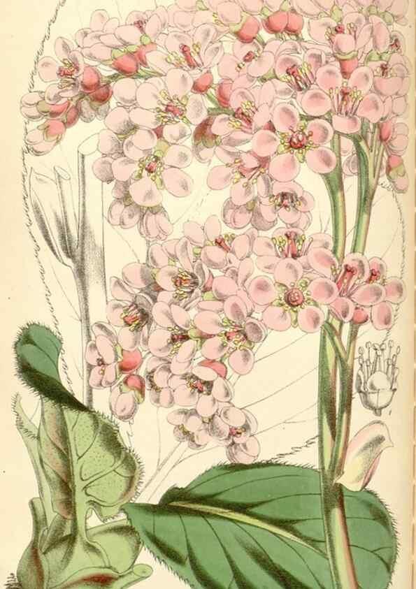 Reproducción/Reproduction 34431680384: Curtis's botanical magazine.. London ; New York [etc.] :Academic Press [etc.]