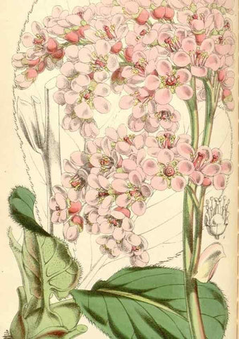 Reproducción/Reproduction 34431680384: Curtis's botanical magazine.. London ; New York [etc.] :Academic Press [etc.]