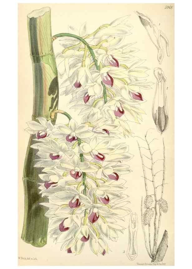 Reproducción/Reproduction 34888189080: Curtis's botanical magazine.. London ; New York [etc.] :Academic Press [etc.]