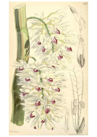 Reproducción/Reproduction 34888189080: Curtis's botanical magazine.. London ; New York [etc.] :Academic Press [etc.]