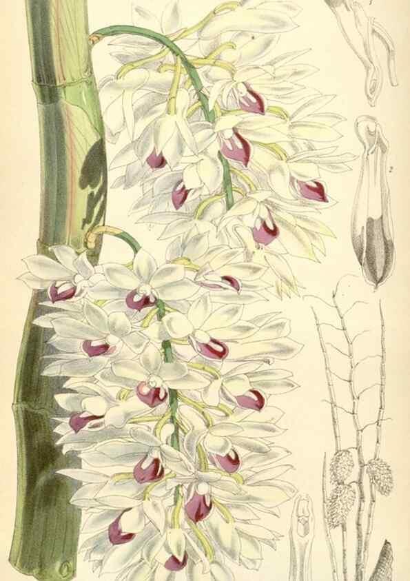 Reproducción/Reproduction 34888189080: Curtis's botanical magazine.. London ; New York [etc.] :Academic Press [etc.]
