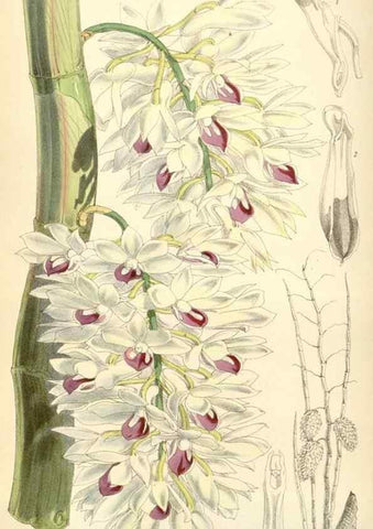 Reproducción/Reproduction 34888189080: Curtis's botanical magazine.. London ; New York [etc.] :Academic Press [etc.]